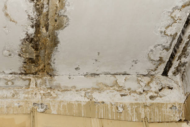 Best Water damage restoration near me  in Pagould, AR